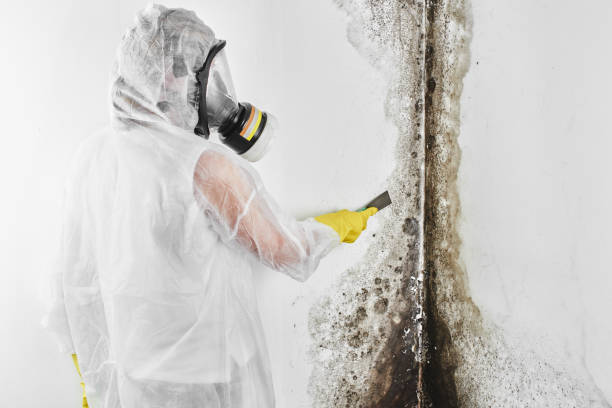 Best Commercial Mold Remediation in Eureka Springs, AR