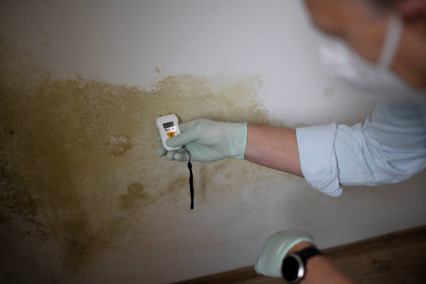 Best Residential Mold Remediation in Eureka Springs, AR